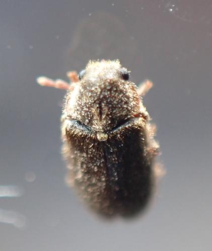 Réf. 341 749 : Hyperisus plumbeum